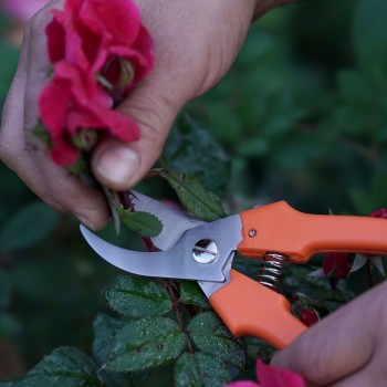 Ciseaux FALKET pour cueillir les fleurs en acier inoxydable avec sangle Forbici da giardino