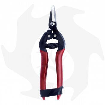 FALKET CITRUS PICKER scissors in stainless steel Garden shears