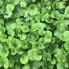 Dichondra Repens Bottos - 1Kg Low maintenance dichondra repens ground cover seeds for thick carpet Lawn seeds