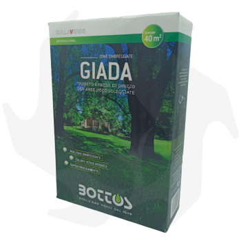 Giada Bottos - 1Kg Fortgeschrittene Samen für schattigen Rasen law Rasensamen