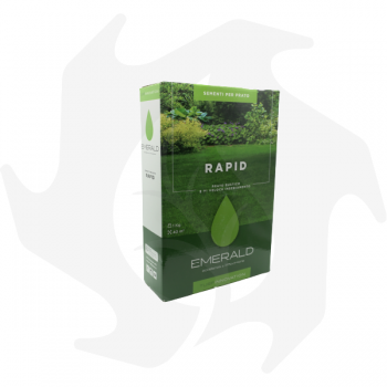 Rapid Emeraldgreen - 1 Kg Semillas para un césped rústico y de rápido establecimiento Semillas de césped