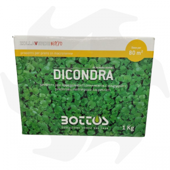 Dichondra Repens Bottos - 1Kg Low maintenance dichondra repens ground cover seeds for thick carpet Lawn seeds