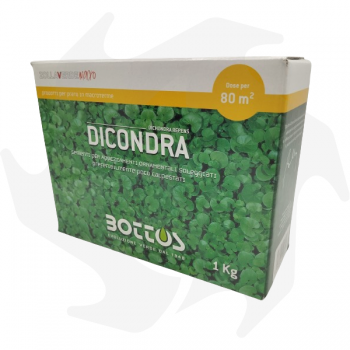 Dichondra Repens Bottos - 1Kg Dicondra repens graines de couvre-sol pour tapis épais nécessitant peu d'entretien graines