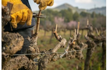 Practical guide to vine pruning: essential tips for thriving cultivation