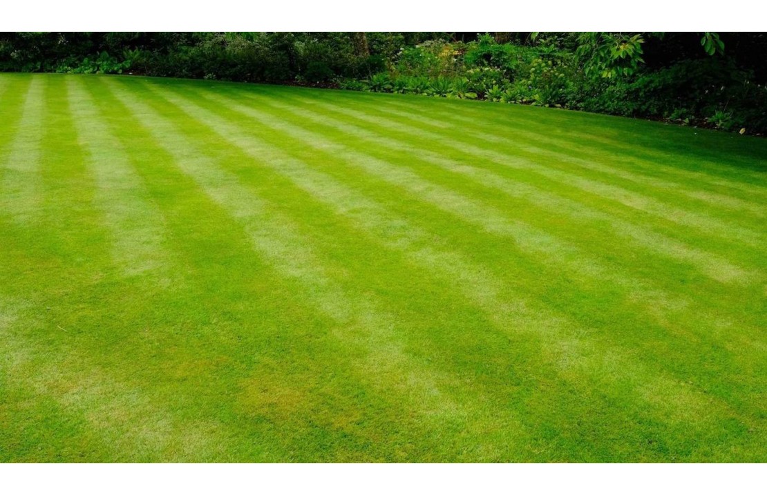 How to sow your lawn for green, lush grass