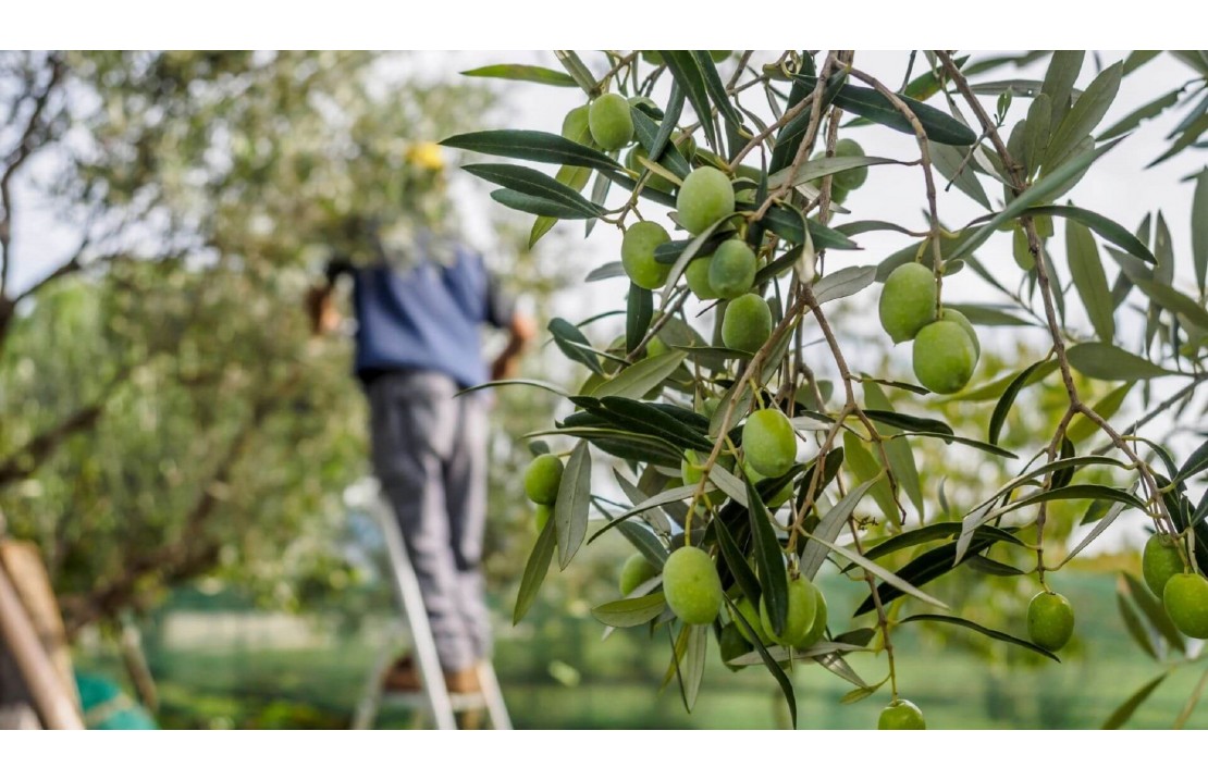 When and how to prune olive trees: everything you need to know