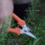 Forbice FALKET COGLIUVA in acciaio Inox con cinturino in pelle - immagine 3