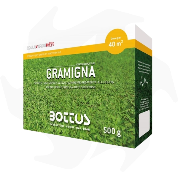 Gramigna Bottos – 500 g Sementi di specie gramigna per zone a siccità prolungata Gramigna Bottos – 500 g Sementi di specie gramigna per zone a siccità prolungata - immagine 1