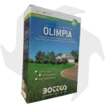 Olimpia Bottos – 1Kg Sementi evolute per prato resistente a bassa manutenzione anche in mezz’ombra - immagine 3