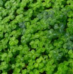 Trifoglio Nano Bottos – 500 g Sementi tappezzanti di trifoglio nano per prato a bassa manutenzione - immagine 2