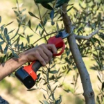 Forbice a batteria da potatura Falket 3040 con lama curva a taglio passante - immagine 6