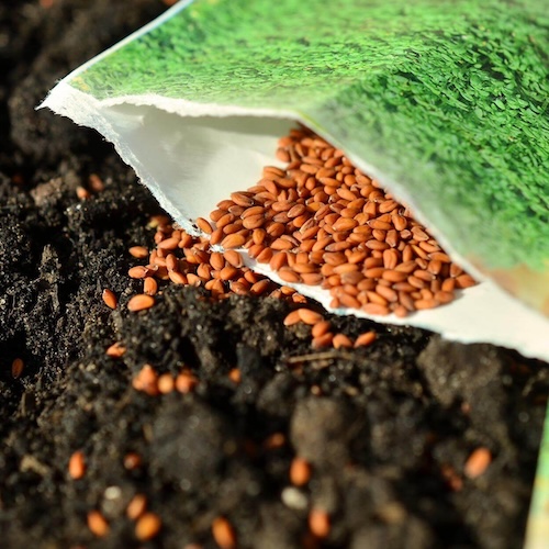 sementi prato bazargiusto